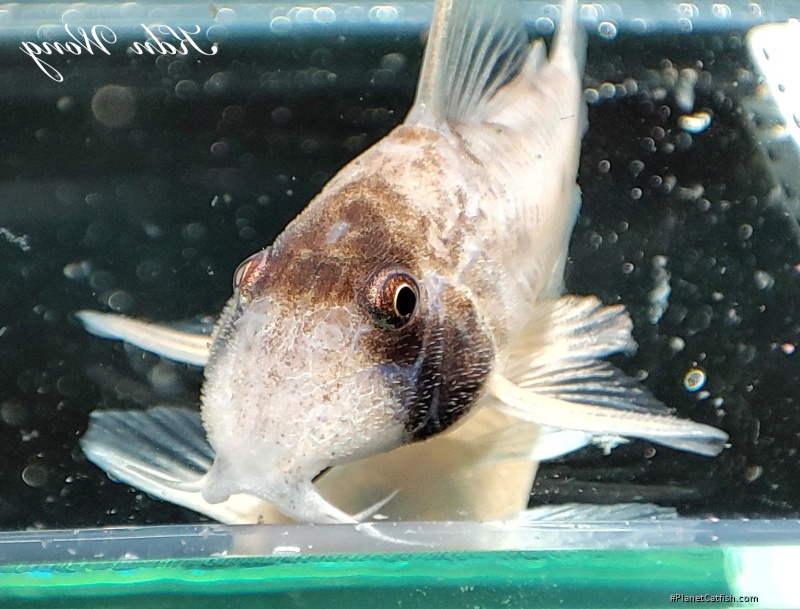 Hoplisoma rikbaktsa