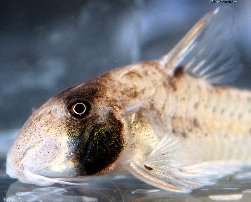 Hoplisoma rikbaktsa