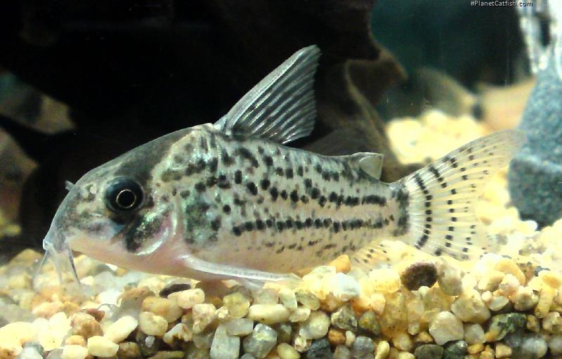 Hoplisoma schwartzi