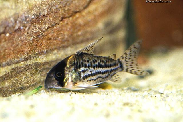 Hoplisoma schwartzi