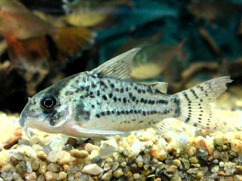Hoplisoma schwartzi