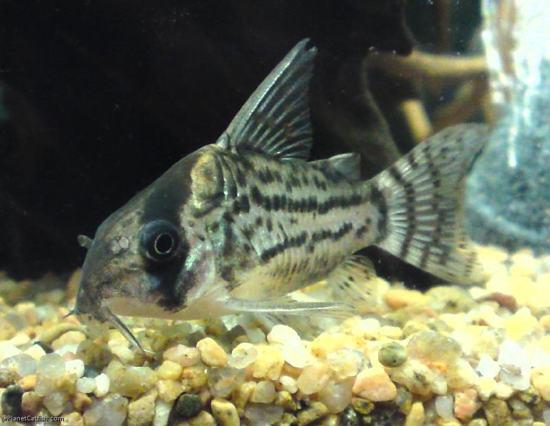 Hoplisoma schwartzi