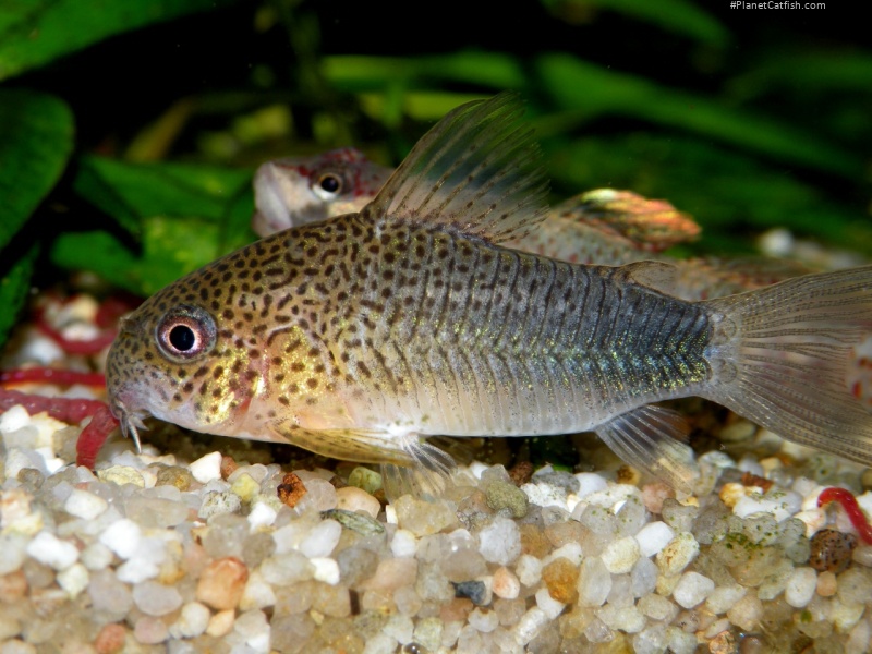 Hoplisoma simile