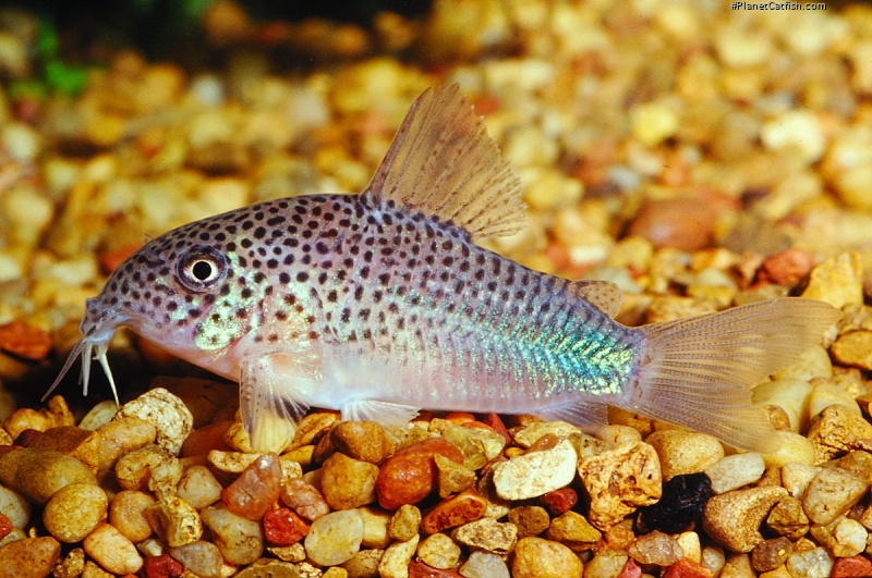 Hoplisoma simile