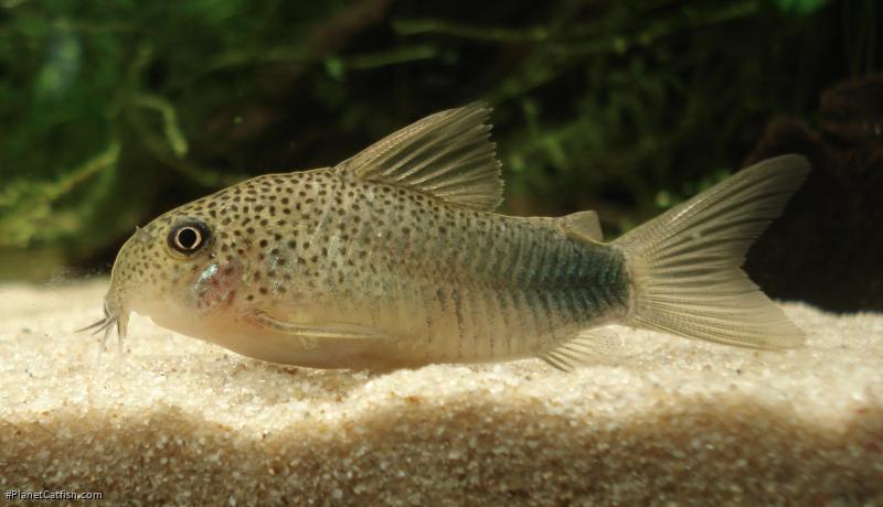Hoplisoma simile