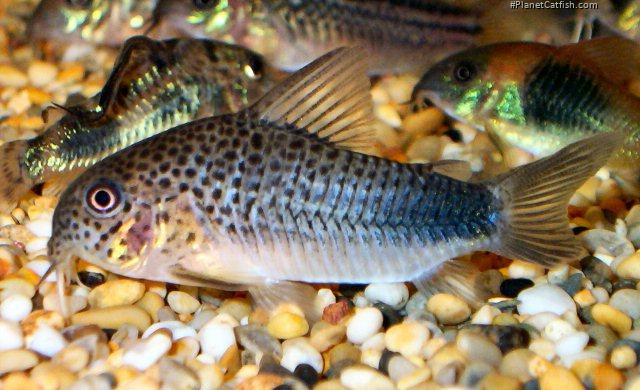Hoplisoma simile