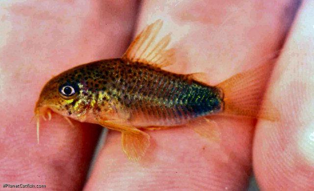 Hoplisoma simile