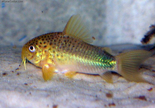 Hoplisoma simile