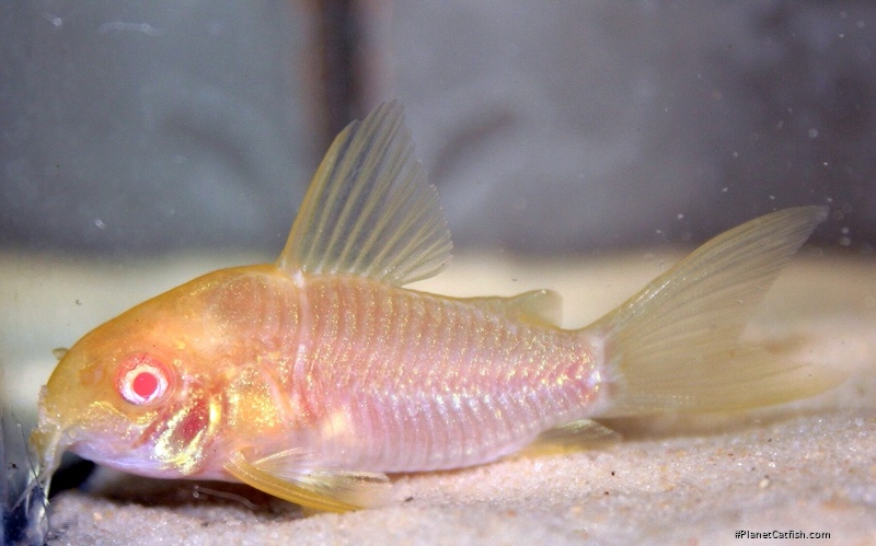 Hoplisoma simile
