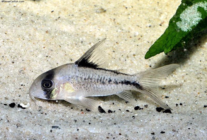 Hoplisoma sp. (C003)