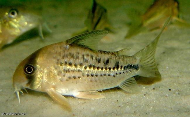 Hoplisoma sp. (C003)