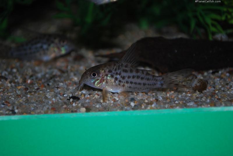 Hoplisoma sp. (C045)