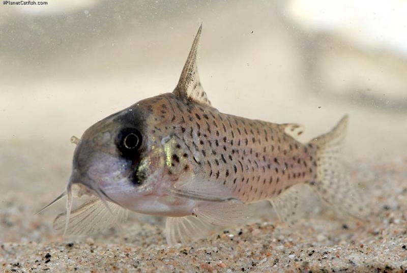 Hoplisoma sp. (C048)