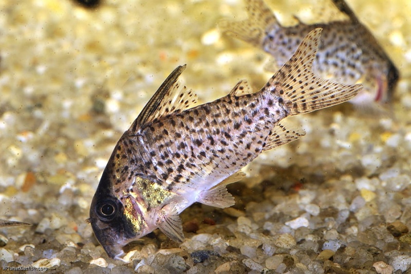 Hoplisoma sp. (C048)