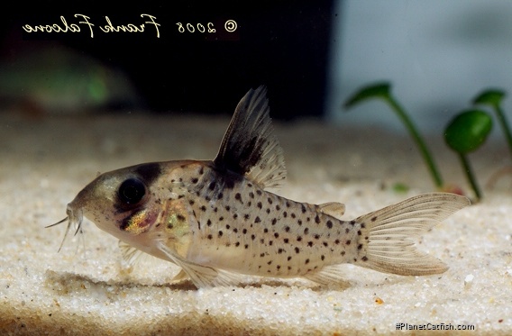 Hoplisoma sp. (C054)