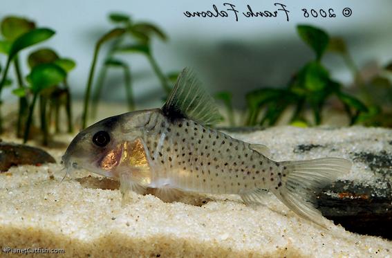 Hoplisoma sp. (C054)