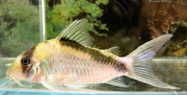 Hoplisoma sp. (C084)