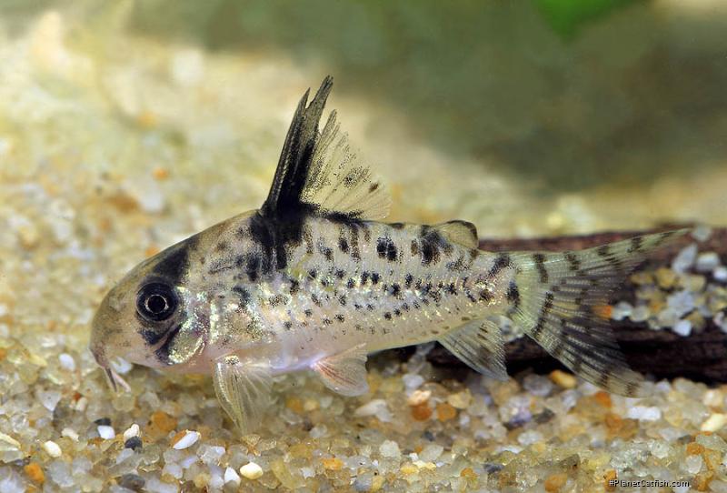 Hoplisoma sp. (C090)