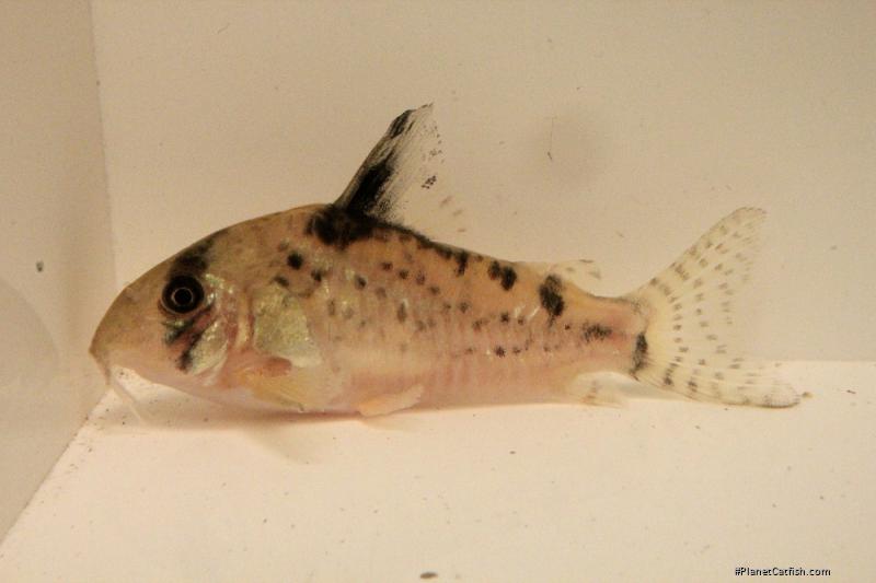 Hoplisoma sp. (C090)