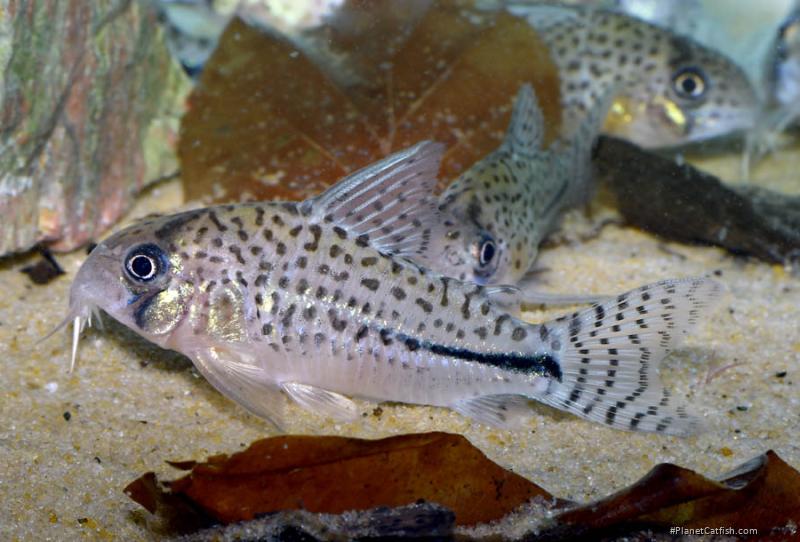Hoplisoma sp. (C091)