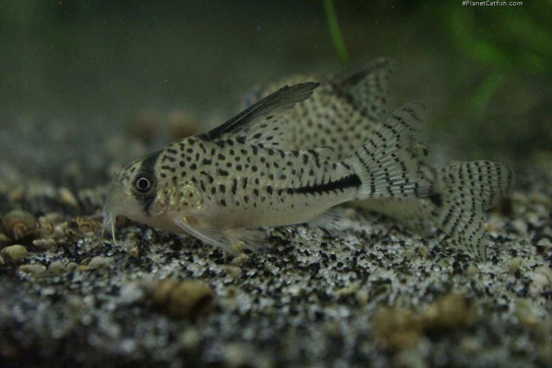 Hoplisoma sp. (C091)