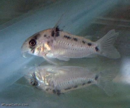 Hoplisoma sp. (C100)
