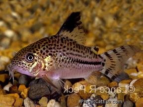 Hoplisoma sp. (C120)