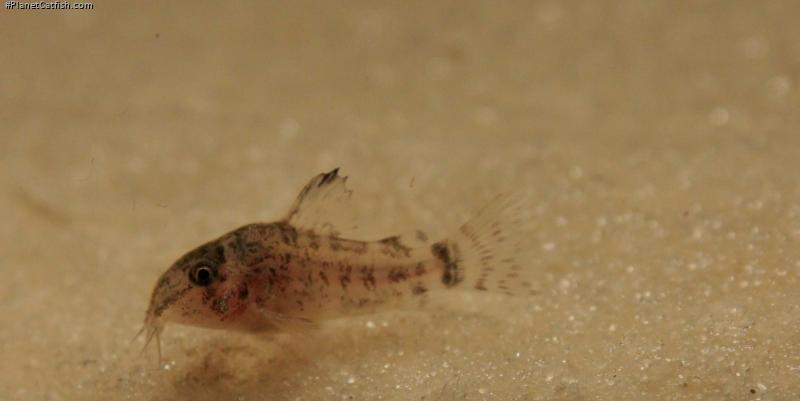Hoplisoma sp. (C120)
