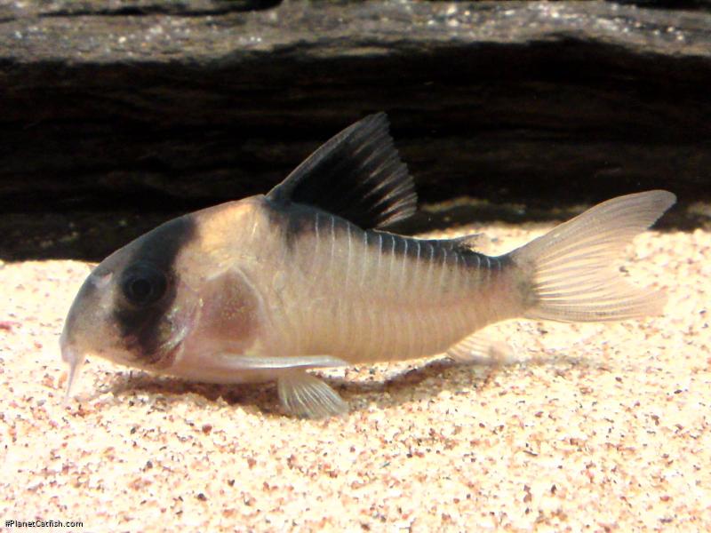 Hoplisoma sp. (C121)