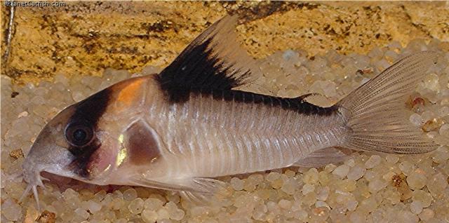 Hoplisoma sp. (C121)