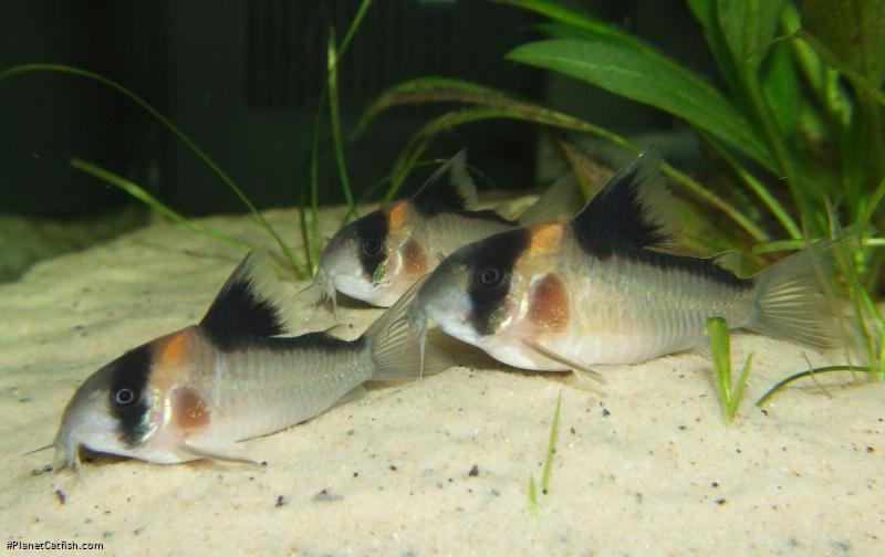 Hoplisoma sp. (C121)