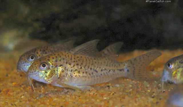 Hoplisoma sp. (C129)
