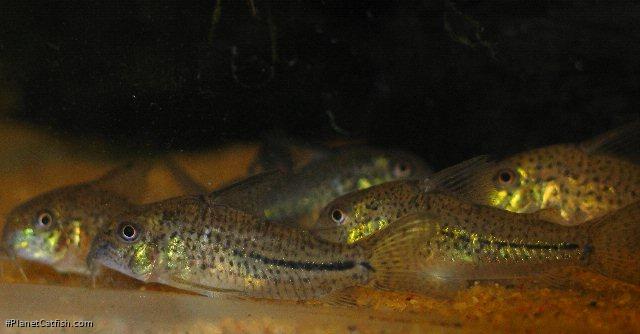 Hoplisoma sp. (C129)
