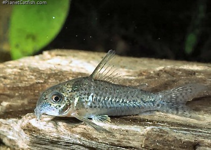 Hoplisoma sp. (C129)