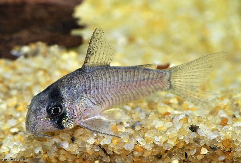 Hoplisoma sp. (C134)