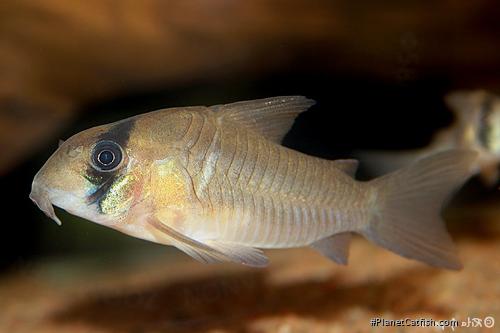 Hoplisoma sp. (C134)