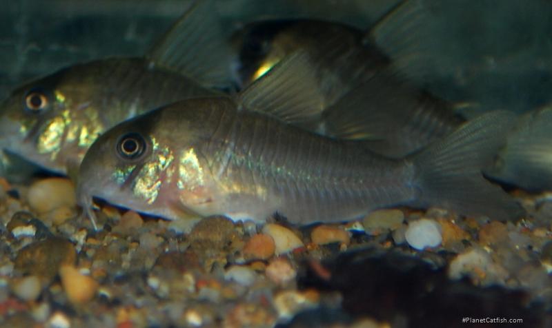 Hoplisoma sp. (C134)