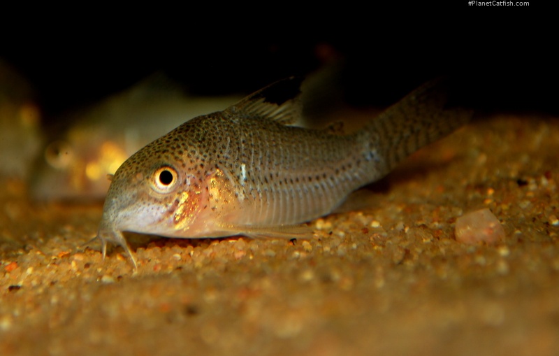 Hoplisoma sp. (C136)