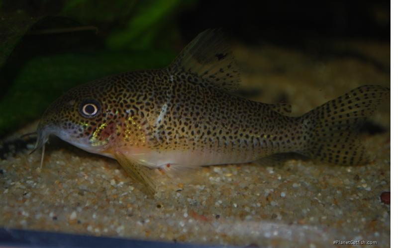 Hoplisoma sp. (C136)