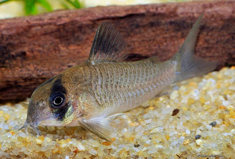 Hoplisoma sp. (C139)