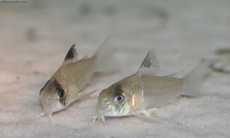Hoplisoma sp. (C139)