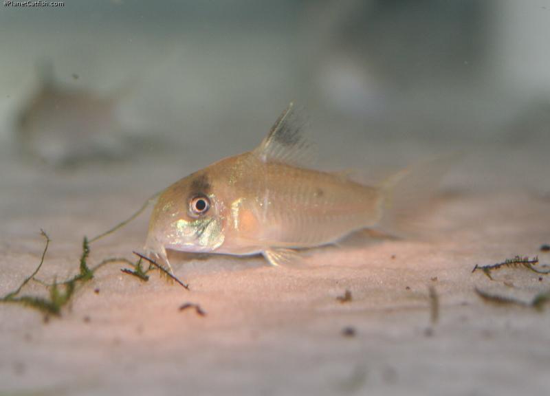 Hoplisoma sp. (C139)