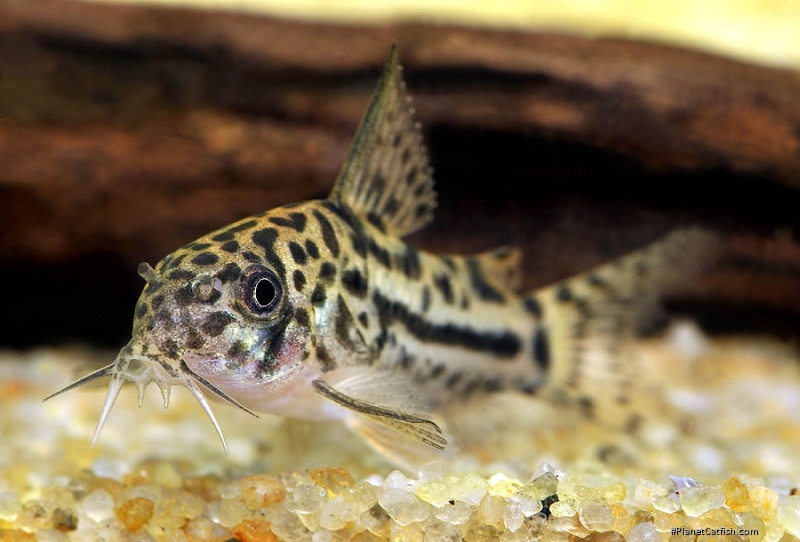 Hoplisoma sp. (C150)