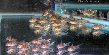 Hoplisoma sp. (C150)