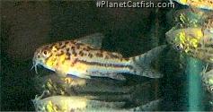 Hoplisoma sp. (C150)