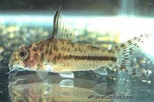 Hoplisoma sp. (C150)
