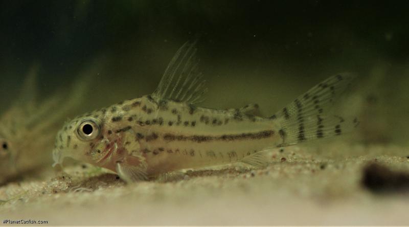 Hoplisoma sp. (C150)