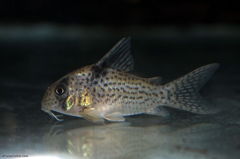 Hoplisoma sp. (Cw001)