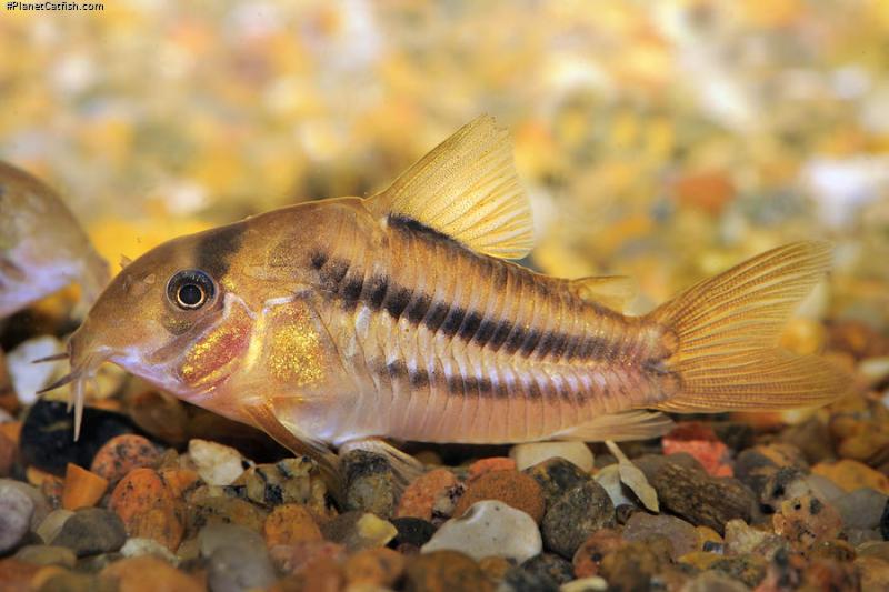 Hoplisoma sp. (Cw021)