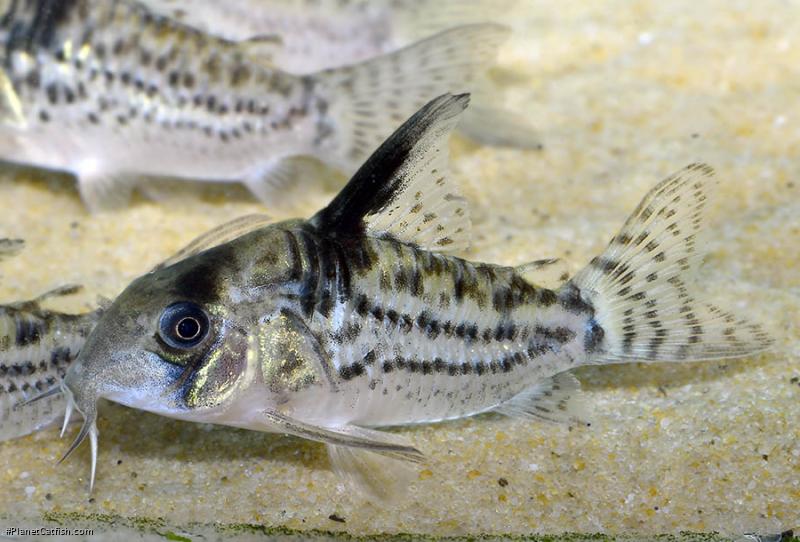 Hoplisoma sp. (Cw027)